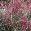 Miscanthus Sinensis Huron